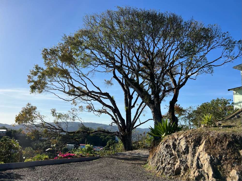 Élagage — Grand arbre - Après