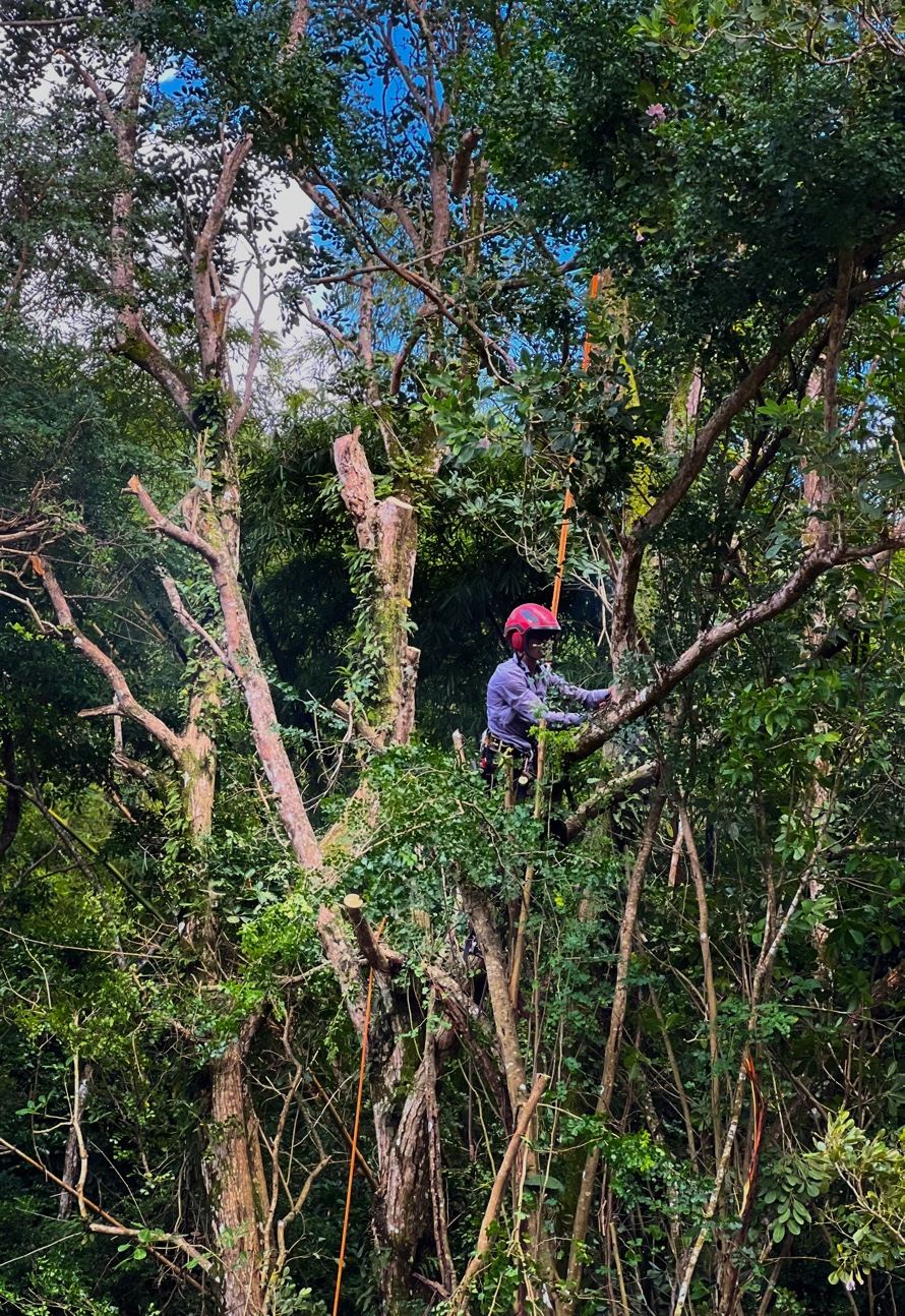 Élagage grimpeur en hauteur Martinique