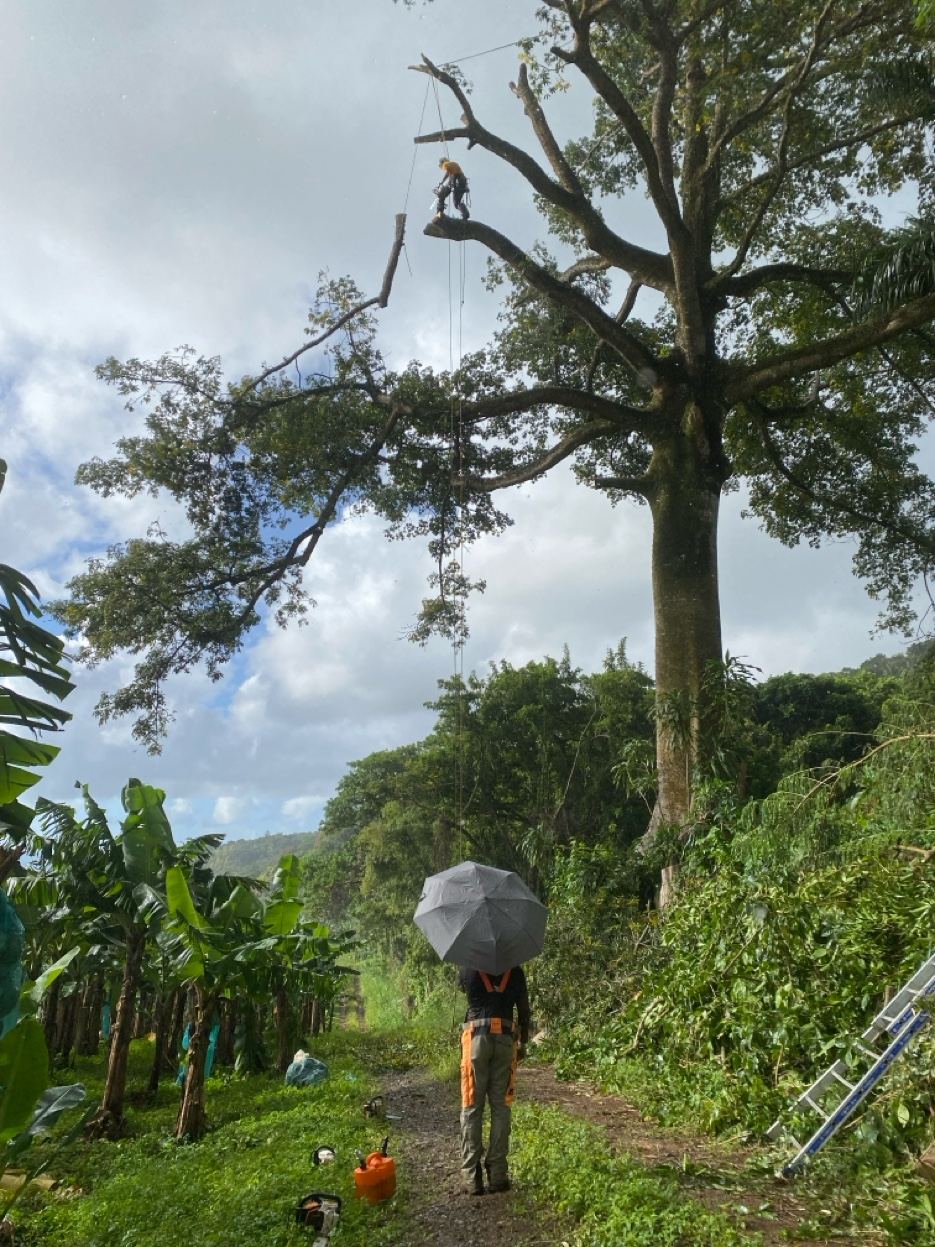 Démontage en hauteur avec cordes Martinique
