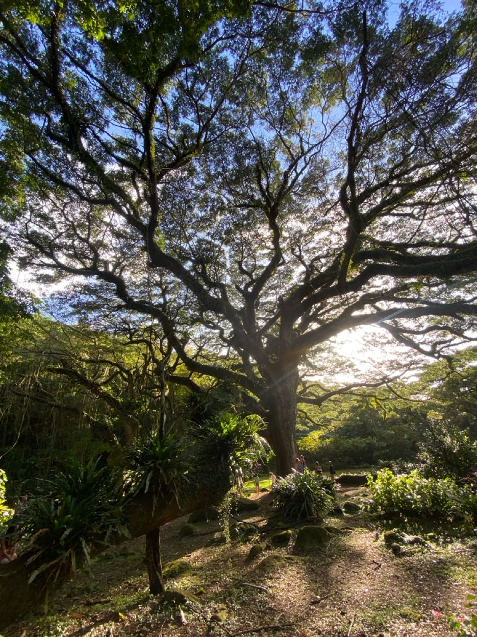 Grand arbre élagage