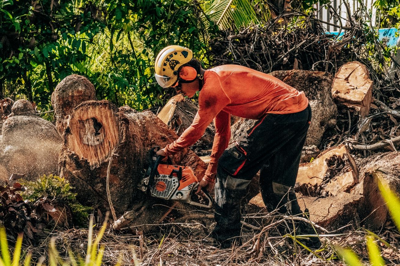 Abattage gros tronc