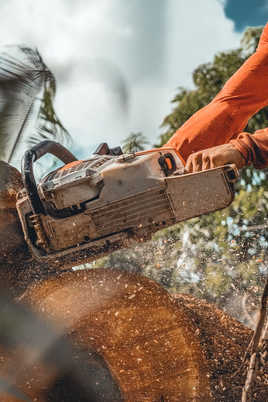 Tronçonneuse abattage