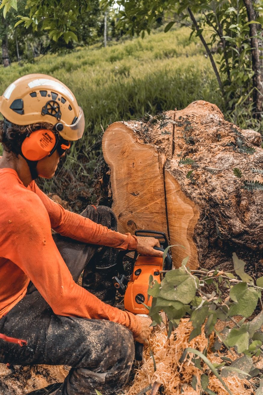 Abattage casque Martinique