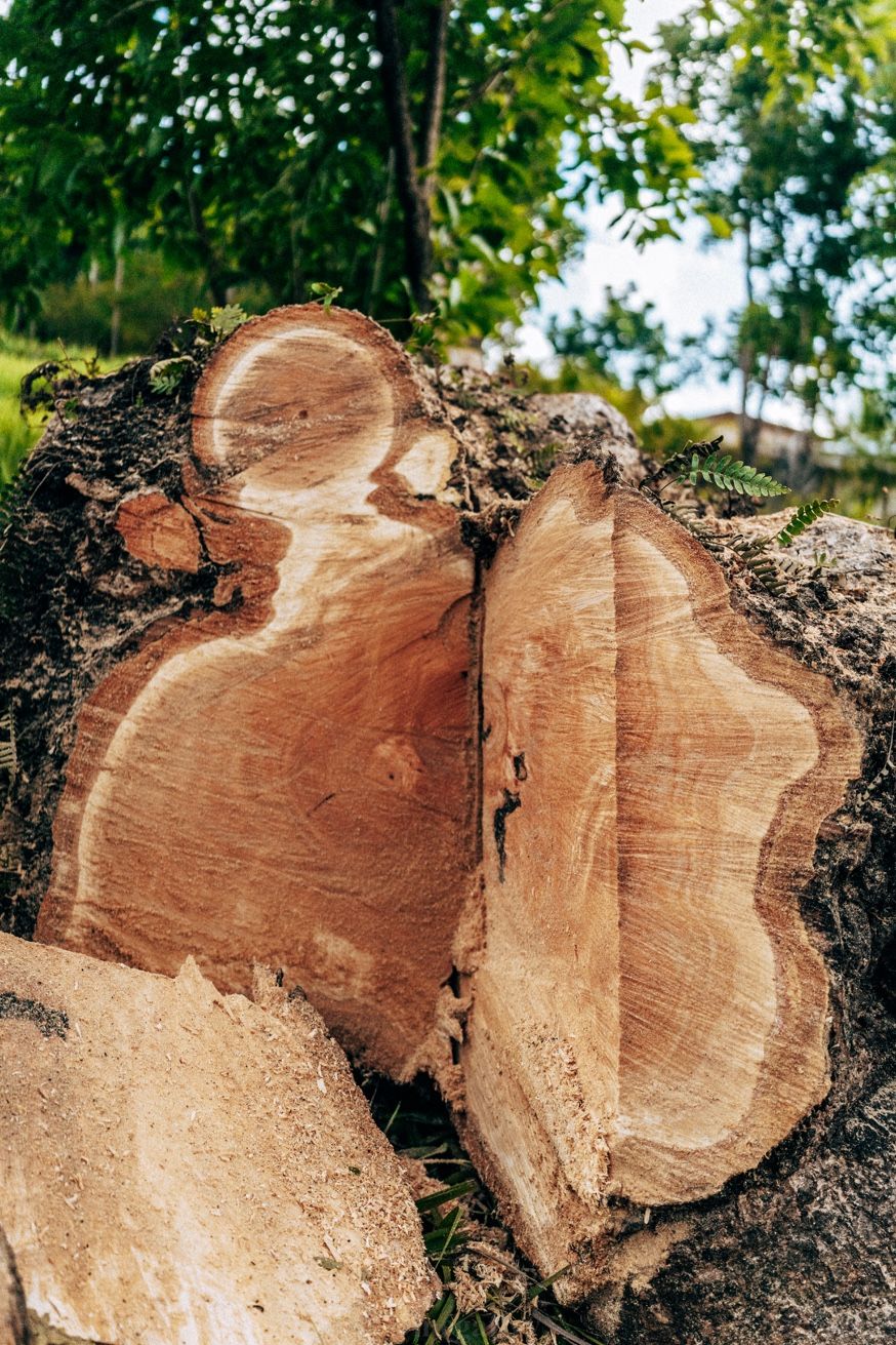 Cernes bois abattage