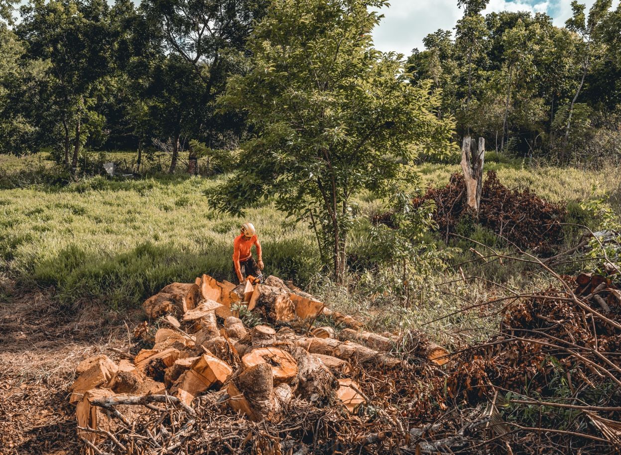 Chantier abattage Martinique