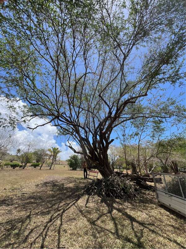 Grand arbre élagué — Martinique